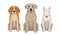 Purebred Dogs Sitting on Hind Legs Vector Set
