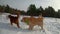Purebred dogs in winter