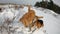 Purebred dogs in winter