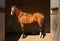 Purebred dressage horse in dark stable