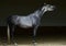 Purebred dressage horse, portrait in dark background