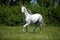 Purebred dressage horse walking in a field