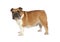 Purebred English bulldog isolated on a white background