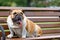 Purebred English bulldog rests on a bench in a city park