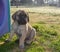 A purebred English Mastiff puppy sitting outside
