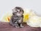 The purebred fluffy little scot looks up. Portrait of a little kitten among flowers