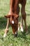 Purebred foal graze in summer flowering pasture idyllic picture