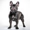 Purebred French Bulldog Standing on White