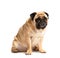 Purebred friendly funny dog pug sits on a white background