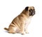 Purebred friendly funny Pug sitting and looking away, isolated on white background