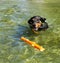 Purebred German Pinscher fetching toy in a lake