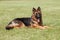 Purebred German Shepherd Dog on a green background