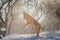 Purebred German Shepherd playing in the snow.