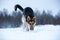 Purebred german shepherd at walk in winter