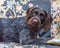 Purebred German wire-haired pointer