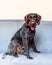 Purebred German wire-haired pointer