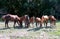 Purebred gidran horses eating fresh mown grass on a rural horse ranch