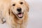 Purebred golden retriever dog isolated over grey background