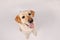 Purebred golden retriever dog isolated over grey background