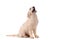 Purebred golden retriever dog isolated over white background