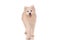Purebred golden retriever dog isolated over white background