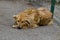 A purebred golden retriever dog keeps in front of the farm door