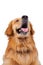 Purebred golden retriever dog sitting on isolated white backgrou