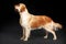 Purebred Golden Retriever dog standing