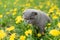 Purebred gray cat walks on the street sniffs spring flowers dandelions