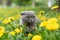 Purebred gray cat walks on the street sniffs spring flowers dandelions