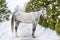Purebred gray horse on a background of green firs