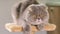 Purebred gray Scottish Fold cat