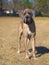 Purebred great dane on a leash