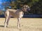 Purebred Great Dane on a leash