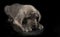 Purebred Great Dane puppy taking a nap on a dark background with a reflection
