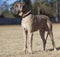 Purebred Great Dane watching something