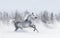 Purebred grey arabian horse galloping during blizzard