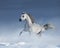 Purebred grey arabian horse galloping over meadow in snow