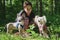 Purebred hairless dogs in harnesses sitting next to their owner