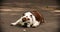 Purebred happy cute dog. Young female English bulldog portrait lying on the ground and breathing with open mouth