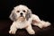 Purebred Havanese dog