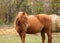 Purebred horse posing for cameras on rural animal farm