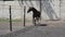 Purebred horse walking in the paddock before a race