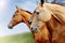 Purebred horses closeup