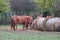 Purebred horses eating hay on rural animal farm