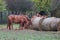 Purebred horses eating hay on rural animal farm