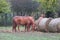 Purebred horses eating hay on rural animal farm