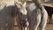 Purebred horses stand on farmyard with dirty ground closeup