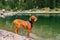 Purebred Hungarian Vizsla Dog on Mountain Lake