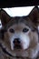 Purebred husky dog with blue eyes and wet nose looking at camera close up. Dog`s portrait.